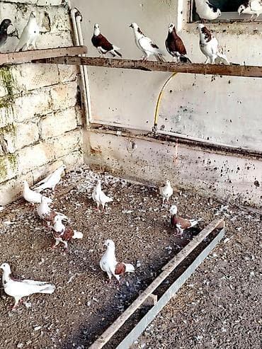 quş: Temiz Bakı enli quyruqları 20 dene heyvandi kom satılır Öz — 5