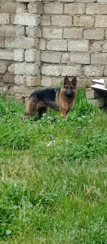 Alman çoban iti, Peyvəndli lalafo.az -da Alman çoban iti, Peyvəndli