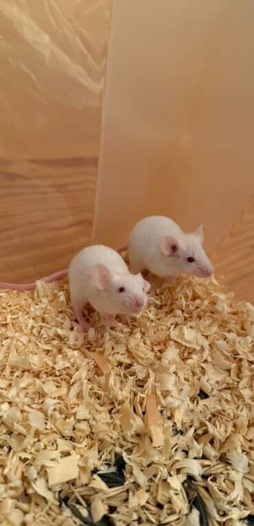 kuban toyuq: Balaca, oyuncaq ölçülü balalar – qısa burunlu, iri, parlaq gözlü və — 1