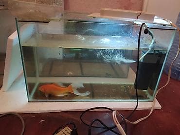 akva: Akvarium satılır 2 ədəd 1 metr, 2 ədəd 50 santım, 2 ədəd 40 santım — 6