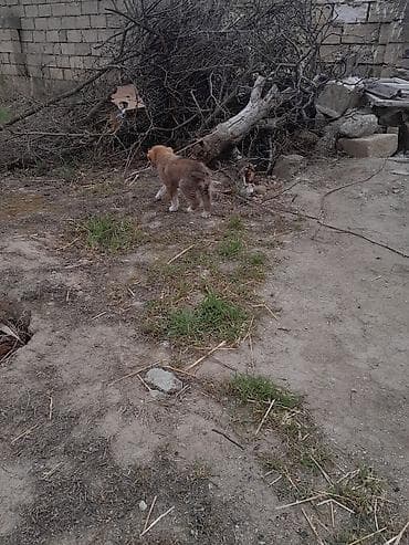 ən iri it cinsi: Kanqal, Peyvəndli — 7