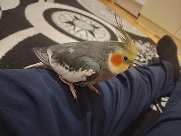 Nymph paraket (Cockatiel) – boz-ağ lələklər, sarı çəngəlvari saçı və