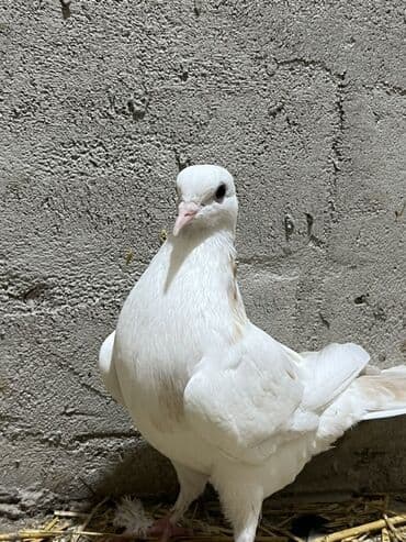 cuce satişi: Salam göyərçin satılır əla göyərçindir — 1