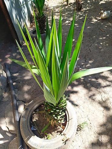 soxulcan gübrəsi: Dekorativ Yucca (yucca ağacı tipli) – peyzaj və həyət üçün - Bitki — 2