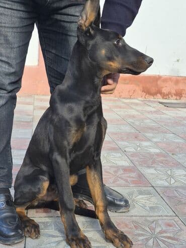 doberman iti qiymeti: Doberman, 4 ay, Erkek, Peyvəndli, Ünvandan götürmə — 2