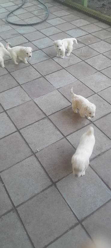 Retriever, 1 ay, Erkek, Pulsuz çatdırılma