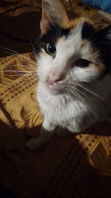 Dişi, Yaxşı əllərə, Ünvandan götürmə