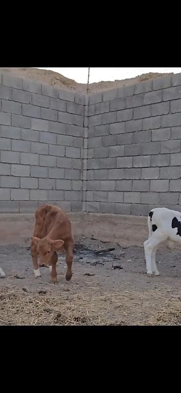 smental dana: Satışda – müxtəlif rəngli heyvan balaları (buzovlar). Xüsusiyyətlər — 5