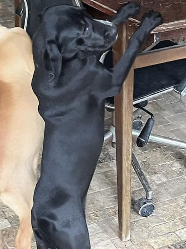 ovcharka balasi satilir: Kurtxar, 5 ay, Dişi, Peyvəndli, Ünvandan götürmə — 5