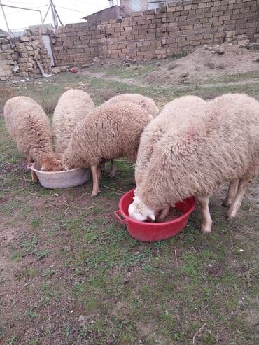 Вилки: Cavan quzulardi yaxsi qulluq olunub diri cekisi 10 manatdan unvan Baki at lalafo.az — 1 Вилки: Cavan quzulardi yaxsi qulluq olunub diri cekisi 10 manatdan unvan Baki — 1