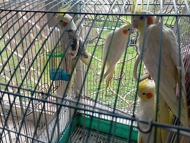 tutuquş: Nimfa (cockatiel) papağanları – müxtəlif rəng çalarlarında - Növ — 4