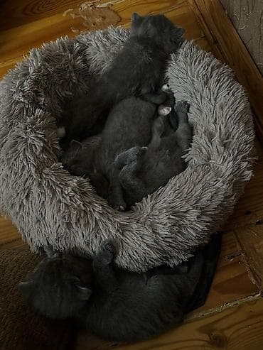 Şotland, Dişi, Erkək, Yaxşı əllərə, Ödənişli çatdırılma — 2