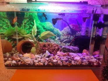 baliq qab: Dördbucaq akvarium, Balıqlarla birlikdə, 25 l, Ünvandan götürmə — 1