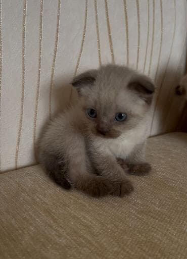 pişim: Siam, Erkək, Dişi — 4