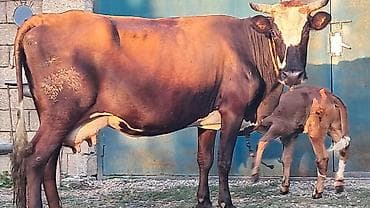 kreditle heyvan satisi: Üçüncü qarına dörd günlük smental erkək balası yanında danası süni — 10
