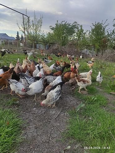 ordək balası və cucə: Toyuq, Ətlik — 4