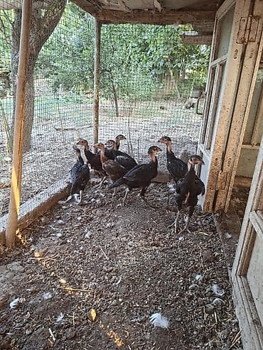 Heyratı cücələri 2-aylıq 8-ədədi şəkil öz şəkiləridi şəkildə olan — 1