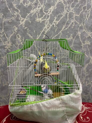 simental inekler satilir: Salam qefesle bir yerde sekildeki quşları satıram.Tam sağlam — 1