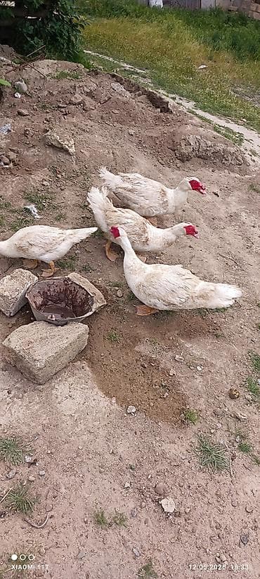 hind qusu daqestan sortu: Erkey satilir temiz cins Unvan saray — 1
