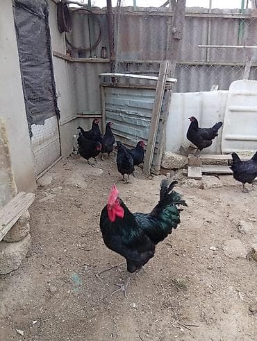 kend toyuqları: Toyuq, Australorp, Yumurtalıq, Ünvandan götürmə — 5