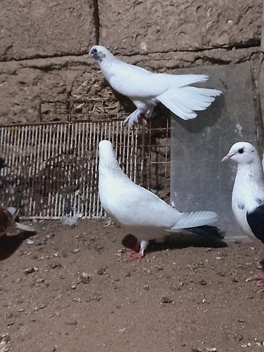 bulbul quşu: Salam 6 dene secme quşlardi hamsi saglam bala veren heyvandi ucuşlarda — 9
