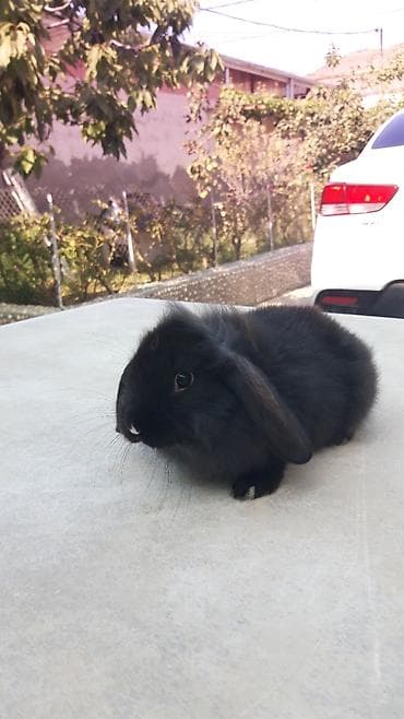 qefes boyuk: Təmiz qan mini lop-20man,sadə dik qulağ-10 man.Rənqlər-açiq — 5