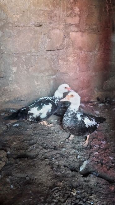 zumrud ordək: Moskoviya lala iki baş ördək görünür — 1