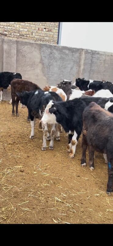 Satışda – müxtəlif rənglərdə və yaşlarda dana qrupı. Xüsusiyyətlər: -