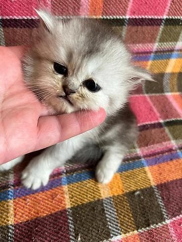 Gümüş rəngli uzun tüklü balaca pişik bala - Cins tipi: uzun tüklü — 4