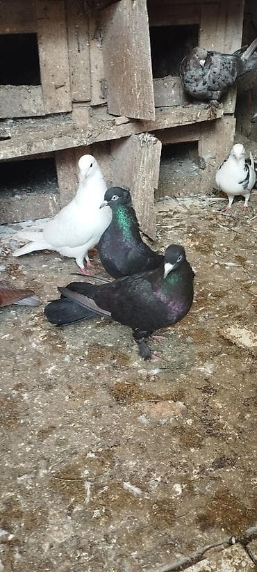 qurban: Cins xoruz – qara-yaşıl parıltılı lələklər, uzun quyruq və güclü bədən — 6