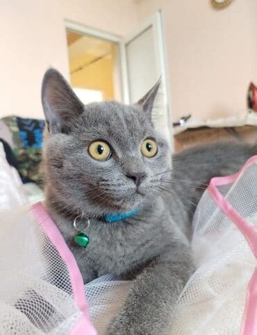 it etibarlı əllərə verilir: 50 ile 250 arasi cins saf qan pisiklerimiz var( Silver sinsila temiz — 25