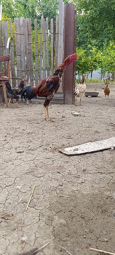 tap az qusar heyvanlar: Xoruz, Heyratı, il: 1, Ünvandan götürmə, Ödənişli çatdırılma, Rayonlara çatdırılma — 7