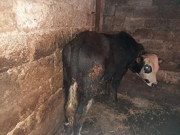 holşteyn inək: Qiymet cutune aiddi Ikside super etdi qanli mallardi boyuk 165 kicik — 4