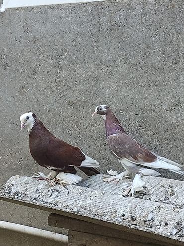Ağ başlı, ayaqları tüklü bəzək göyərçinləri. Şəkildə iki ədəd göyərçin