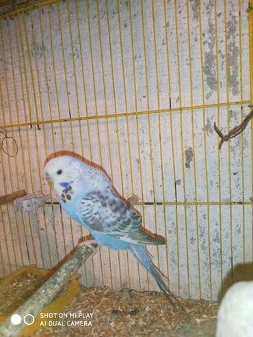 dəvə qusu: Çex cütler satılır papuqaylar təmiz qan vıstıvıcnıy vıstıvka sərgi — 10