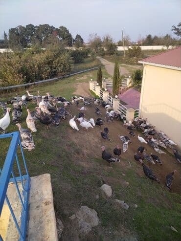 kanada hinduska satilir: Yerli hinduşqalardı. Diri halda satılır. Dişlər diri çəkisində 1 kq — 2