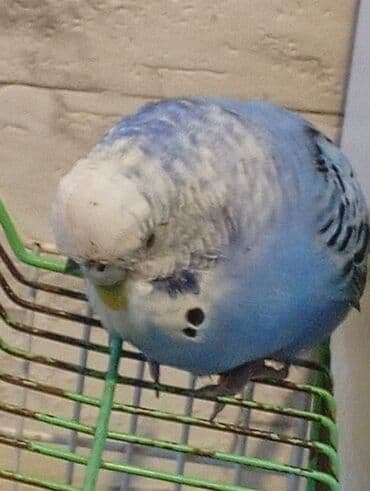 əl quşu: Təmiz, Yazıq, Sakit təbiətli ruçnoy əl quşu. Səhər baş ağrıtmaz, keyfi — 2