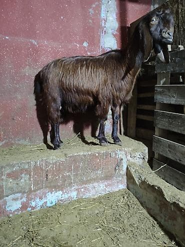 keçilər: Super damazliq heleb ve turk kecilermiz geldi kime maraqlidsa zeng — 3