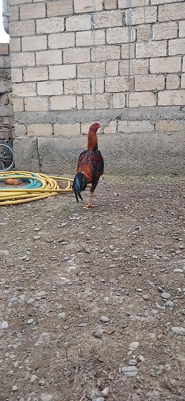 Heyratı beçə satılır 7 aylıqdı təzə təzə aylır viddi çolpadı ciddi — 1