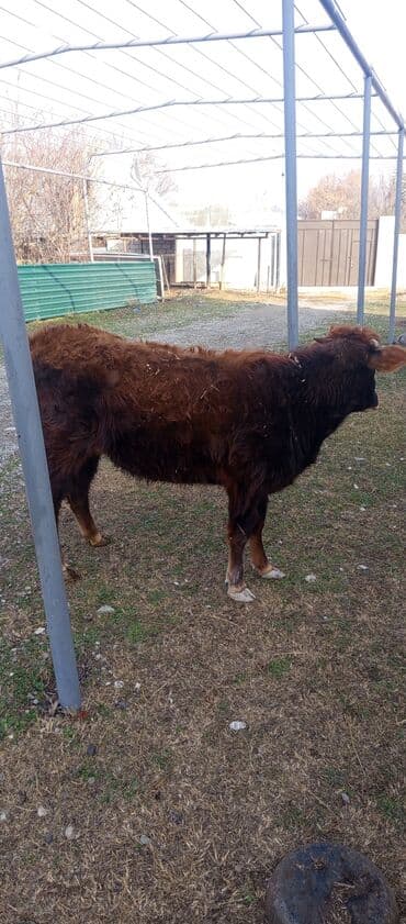 jako tutuquşunun digər adı: Satılır: Yerli qaramal (dişi) - Cins: yerli tip, qəhvəyi rəngli - — 1