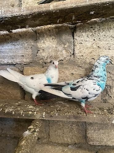 goyercin novleri: Məhsul: Göyərçin cütü (dekorativ/oyun uçuşlu) Təsvir: - Şəkillərdə — 1