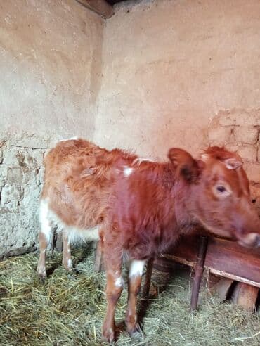 Qoyunlar, qoçlar: İnək satılır! 3cü balasıdı dişi baladı 11 aylıq. İnək sağılmır — 5