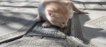 pişik ucun evlər: Erkək, Yaxşı əllərə, Ünvandan götürmə — 4