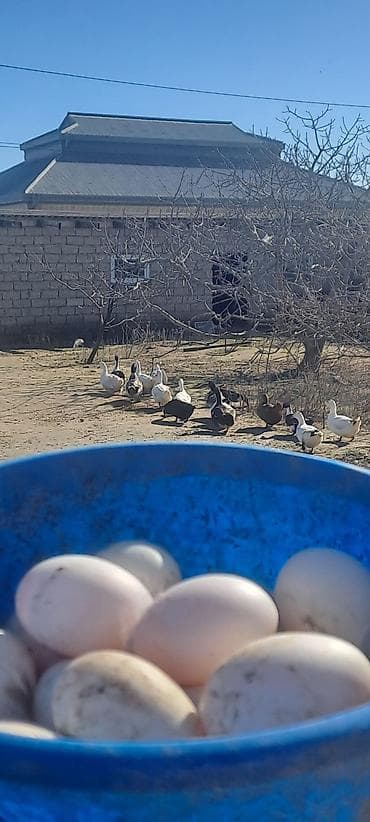 ordek satisi: Ördək yumurtası mayalı 35 eded var — 2