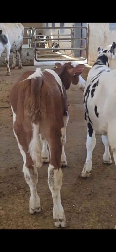 ucuz toyuqlar: Məhsul: Dana (2 ədəd) Təsvir: - Cins tip: süd istiqamətli seleksiya – — 6