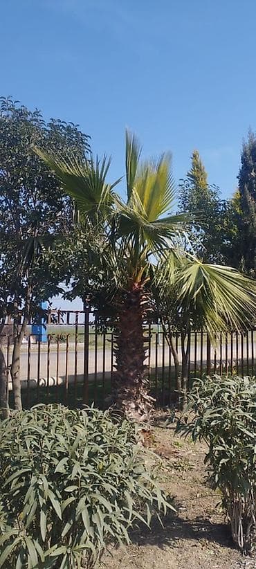 suvarma şlanqları: Məhsul: İynəyarpaq dekorativ ağaclar (qovaqda və torpaq kisəsində) - — 6