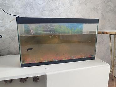 Птицы: Akvarium satılır - Düzbucaqlı şüşə akvarium, qara çərçivə - Təxmini — 1