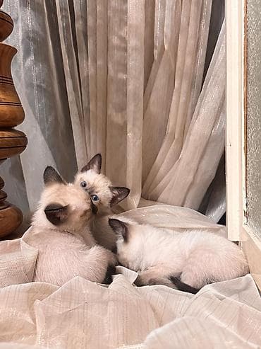 pişik siam: Siam — 2