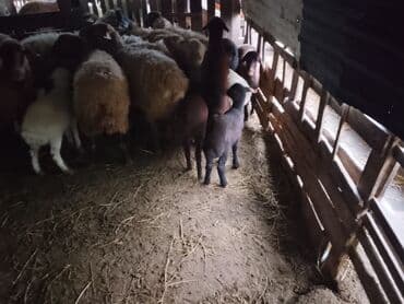 xaski balaca: Balali qoyunlar 5 ededir 1i450 — 3