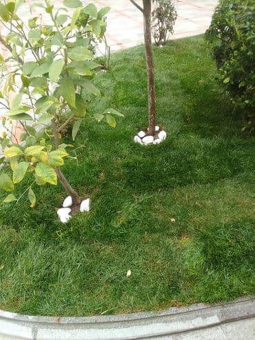 ищу работу садовник на дачу: Salam bağ evlərində, Abyektlərdə parklarda bağban xidməti görülür — 3